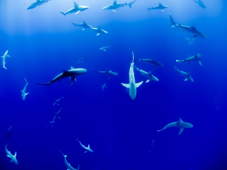 A group of sharks swimming at different depths in blue open water.