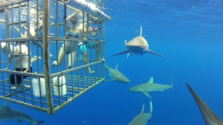 People wearing masks inside a metal diving cage, with several sharks swimming outside in blue water.